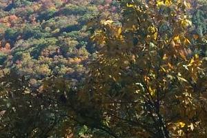 Colors near 33 Seneca Rocks Area